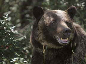 A grizzly pauses to check out a passing car as it gobbles up berries just west of Highwood Pass, about 150km south-west of Calgary.