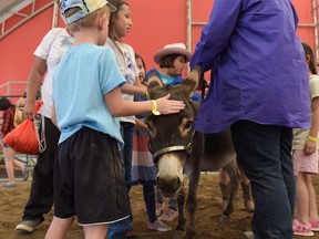 A miniature donkey is swarmed by children at the 2016 Calgary Stampede in Calgary, Alta., on Friday, July 8, 2016.