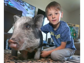 Ace Nupoort, 7 yrs poses with Emmy the family's Juliana pig in their southwest home in Calgary, Alta on Sunday June 19, 2016. The family needs to find a new home for her. Jim Wells//Postmedia