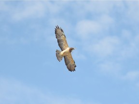 An aggressive hawk has been terrorizing pedestrians near a north parking lot at the 2016 Calgary Stampede in Calgary, Alta., on Tuesday, July 12, 2016.