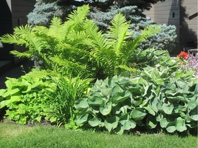 Cal 0708 Brooks garden 2  Hostas and ferns have done well this year. Easy to grow and usually disease free, these perennials do well in partial sun and enjoy lots of water.