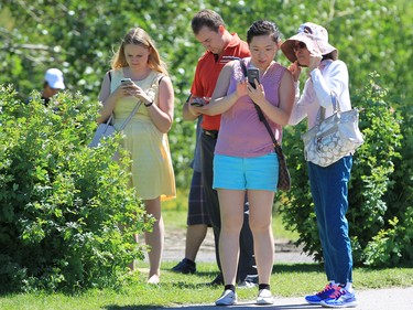 Dozens of Pokemon Go players play on Prince's Island in Calgary over the lunch hour on Tuesday July 19, 2016.