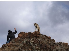 Andrew Simpson in a scene from his documentary Wolves Unleashed.