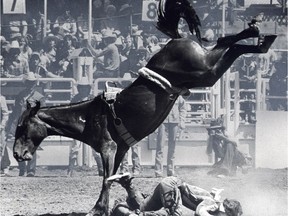 This cowboy does a face plant after he gets thrown from his mount during the bronc riding event at the Calgary Stampede July 13, 1978.