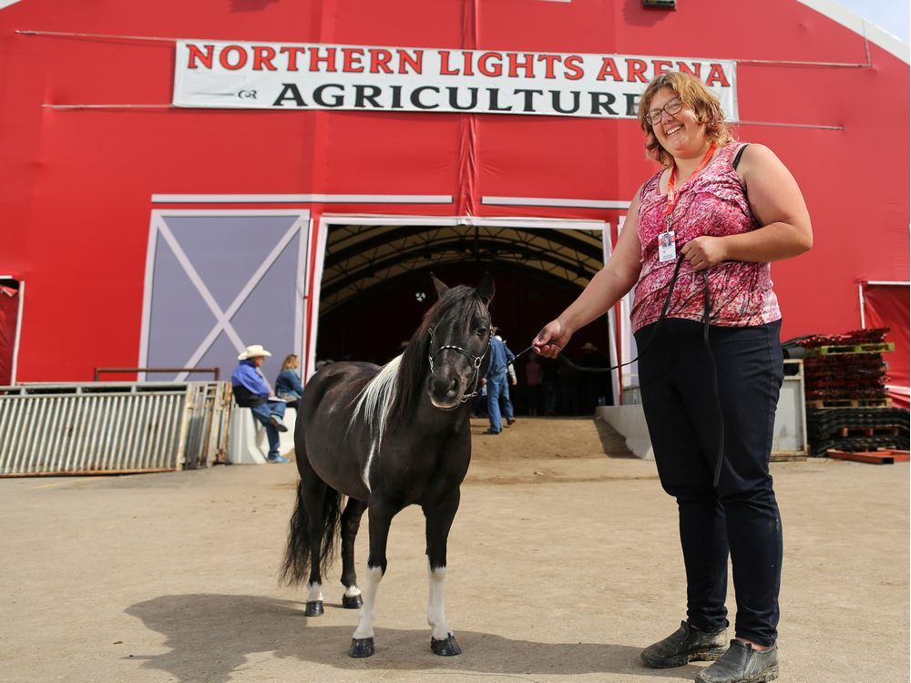 Five things to know about the miniature horses at Calgary Stampede