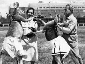 Calgary Herald, Archive  UNDATED -  Boxing kangaroos owned by Mayo and Ralph Green were a grandstand attraction at the Calgary Stampede in the 1959. (Calgary Herald, Archive) (For Stampede story by ) --- Begin Additional Info --- boxing kangaroos at longago stampede