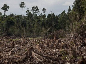 A deforested area is pictured in this 2014 file photo from