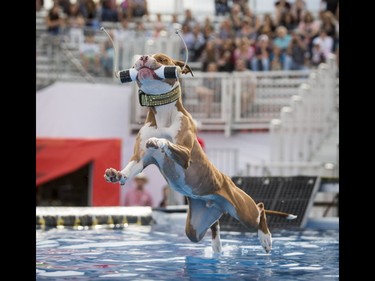 Bass snatches his target over a pool during the Canine Stars show inside the Dog Bowl on the midway during the Calgary Stampede Sneak-a-Peek in Calgary, Alta., on Thursday, July 7, 2016. Stampede would officially kick off the next day and last until July 17. Lyle Aspinall/Postmedia Network