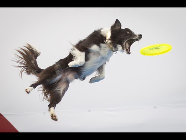 Arrow leaps for a Frisbee during the Canine Stars show inside the Dog Bowl on the midway during the Calgary Stampede Sneak-a-Peek in Calgary, Alta., on Thursday, July 7, 2016. Stampede would officially kick off the next day and last until July 17. Lyle Aspinall/Postmedia Network