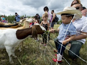 Liam Tran, 3, feeds goats at Confluence Park in Calgary, Alta., on Saturday, July 9, 2016.  A three-week pilot project by the city that had goats eating weeds in the park ended with a public meet-and-greet, and more than 1,000 people were estimated to have attended.