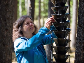 Mary Reid, a professor in the Department of Biological Sciences at the University of Calgary researching mountain pine beetles, works with a multi-funnel beetle trap.