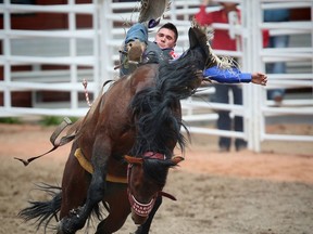 Utah cowboy Caleb Bennett on a horse named Shadow Warrior during the bareback event at the Calgary Stampede rodeo on Friday, July 8, 2016. AL CHAREST/POSTMEDIA