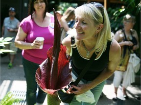 The voodoo lily (the 'Amorphophallus konjac') at the Calgary Zoo is making a big stink again. This plant is located at the entrance to the Garden of Life in the Zoo's ENMAX Conservatory and once a year its large flowering structure emerges.