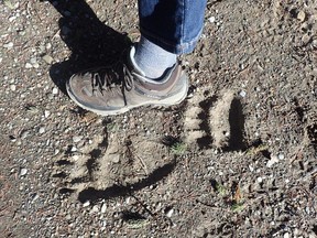 Supplied photo of a Ghost Valley resident's foot next to a bear paw print in the area. Ghost Valley residents are calling on the province to implement things like staffed entry gates, bear-proof trash receptacles and public toilets to protect both humans and wildlife, in light of a bear attack in the area on July 19, 2016.