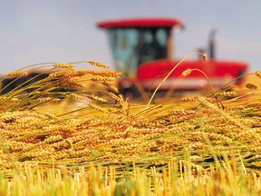 Swathers knock down a wheat crop near Linden, Alberta, on August 31, 2010.