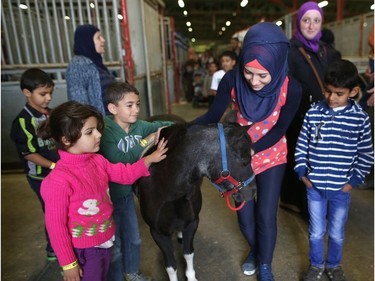 Syrian refugee Batoul Abboud, 17, and other Syrian children come face to face with a miniature horse during their first Calgary Stampede in Calgary, Alta., on Wednesday July 13, 2016. Leah Hennel/Postmedia