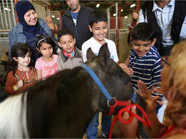 Syrian refugee children come face to face with a miniature horse during their first Calgary Stampede in Calgary, Alta., on Wednesday July 13, 2016. Leah Hennel/Postmedia