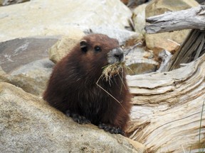 The Calgary Zoo has been breeding Vancouver Island Marmots and releasing them back into the wild (pictured here in Mount Washington) over the last few years. The Calgary Zoo announced four pups were born during the 2016 birthing season and will be released in June or July 2017 to help bolster the population of the critically endangered species.