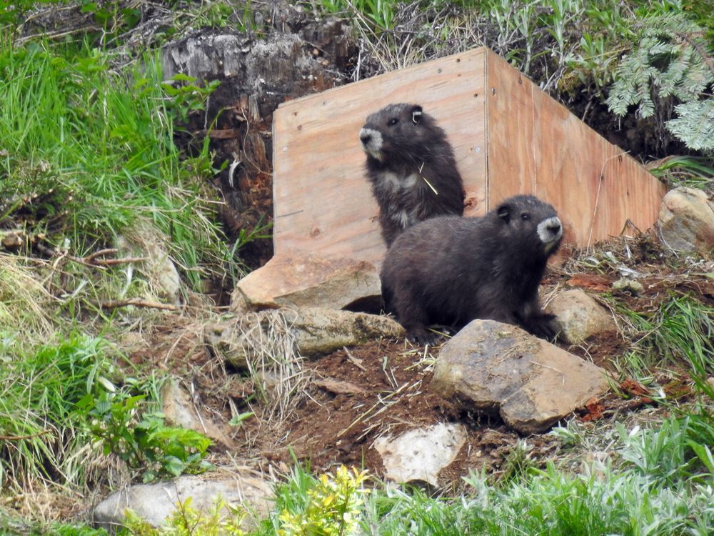 NEIGHBORHOOD ×Marmot Hoary Marmots | Exploring Kootenay Lake