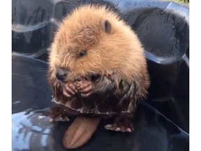 Video of an injured baby beaver grooming itself at the Alberta Institute for Wildlife Conservation has racked up thousands of views since being posted to Instagram on July 6, 2016. The rodent was found alone on a Calgary-area golf course and brought to the wildlife rescue on June 27, 2016.