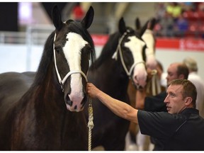 Young Clydesdales line up the Heavy-Horse Show at the 2016 Calgary Stampede in Calgary, Alta., on Friday, July 8, 2016.  Elizabeth Cameron/Postmedia