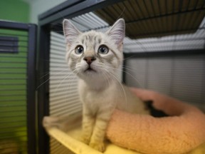 A young kitten up for adoption stretches its legs.