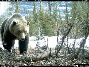 Research shows remote cameras are an effective tool for monitoring grizzly bears in the mountain parks.