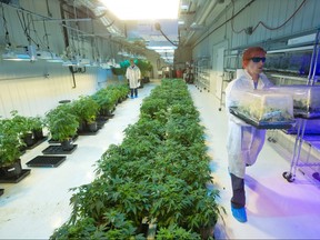 Marijuana plants called mother plants that are used for cloning new plants grow at Aurora Cannabis' medical marijuana production facility near Cremona, Alberta on Wednesday July 27, 2016. Gavin Young/Postmedia