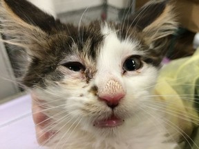 One of the 89 Maine Coon cats seized from a West Hillhurst home an April after a member of the public reported animal hoarding at the site. Ruth Sogz, 57, was charged earlier this week in relation to the incident. (Supplied/Calgary Humane Society)