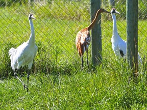 Whooping Cranes  walk in their home at the Calgary Zoo's Devonian Wildlife Conservation Centre south of Calgary on Aug.16, 2016.