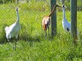 Whooping Cranes  walk in their home at the Calgary Zoo's Devonian Wildlife Conservation Centre south of Calgary on Aug.16, 2016.