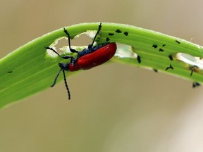 Lily beetles in a Bankview backyard garden.