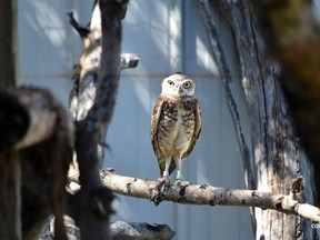 The Calgary Zoo is launching an innovative conservation project to save one of the most unique owls in the country -- the burrowing owl.