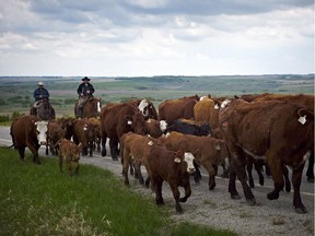 Cowboys move cows north west of Calgary, on May 28, 2013.