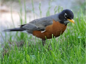A robin hunts for worms and grubs on the south side in Edmonton in June 2014.