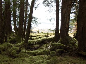 The lush forest in Haida Gwaii.