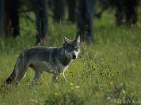 Wildlife officials continue to deal with this grey-coloured wolf, part of the Bow Valley pack.