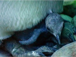 This yet-to-be-named king penguin chick was born at the Calgary Zoo on Aug. 6, 2016.