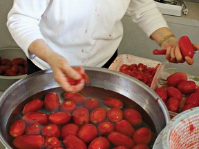 Pasqualina makes sure to capture the tomatoes at their peak.