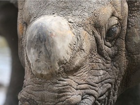 Sabari, a one-horned rhinoceros is shown at the Calgary Zoo in Calgary, Alta on Saturday August 13, 2016. The popular rhino, which has been at the zoo for many years will be moving as the facility prepares for pandas to arrive.