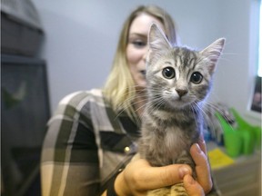 A kitten up for adoption at the Alberta Animal Rescue Crew Society (AARCS) Meow Luau adoption event.