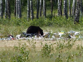 A person could be fined $172 for failing to clean up their campsite, similar to this one west of Nordegg. The AWA says that's not high enough, because it costs the province money to clean up and puts wildlife at risk.