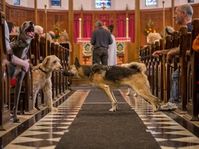 The Blessing of the Animals Mass at the Cathedral Church of the Redeemer in Calgary, on October 10, 2015.