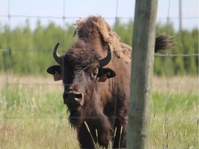 A bison roams on a ranch north of Fort McMurray that was created by a reclaimed mine once operated by Syncrude.