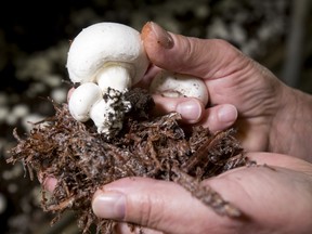 GM Jim Suydam holds mushrooms at All Seasons Mushrooms' facility near Crossfield.