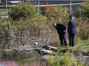 Police investigate the scene were a body was discovered in a pond in Valleyview Park in Dover on Thursday September 15, 2016.  Gavin Young/Postmedia