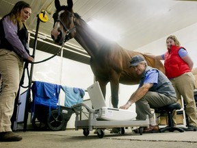 Spruce Meadows veterinarian Dr. Dan French does an ultra sound on a horses leg along with fellow vet Dr. Lucia Rangel, from Mexico, right, and University of Calgary vet student Charlotte Hemstock Friday September 9, 2016 during The Masters.