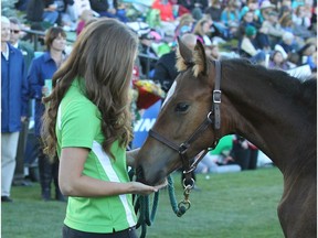 One of the foals gets a little attention during the ceremony for the winners of the Name the Foals contest during The Masters at Spruce Meadows Friday evening September 9, 2016.
