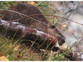 A beaver gnaws his way through a limb overhanging the Bow River near Hillhurst Tuesday evening September 20, 2016. (Ted Rhodes/Postmedia)