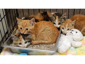 The four kittens found abandoned in a Dover dumpster peer out uncertainly from their temporary home in a cage at the Calgary Humane Society Friday September 2, 2016.  (Ted Rhodes/Postmedia)